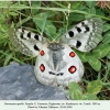 parnassius apollo female2